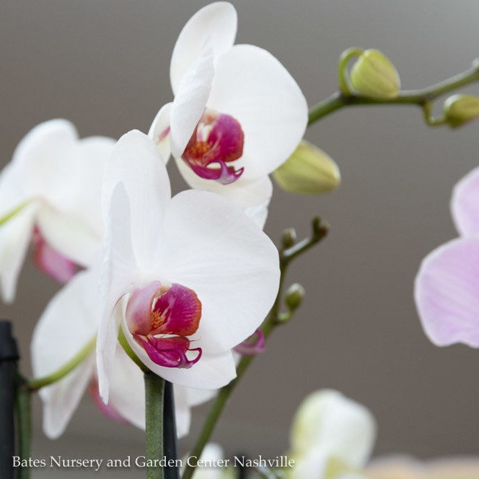  3.5p! Orchid Phalaenopsis Multi /Tropical