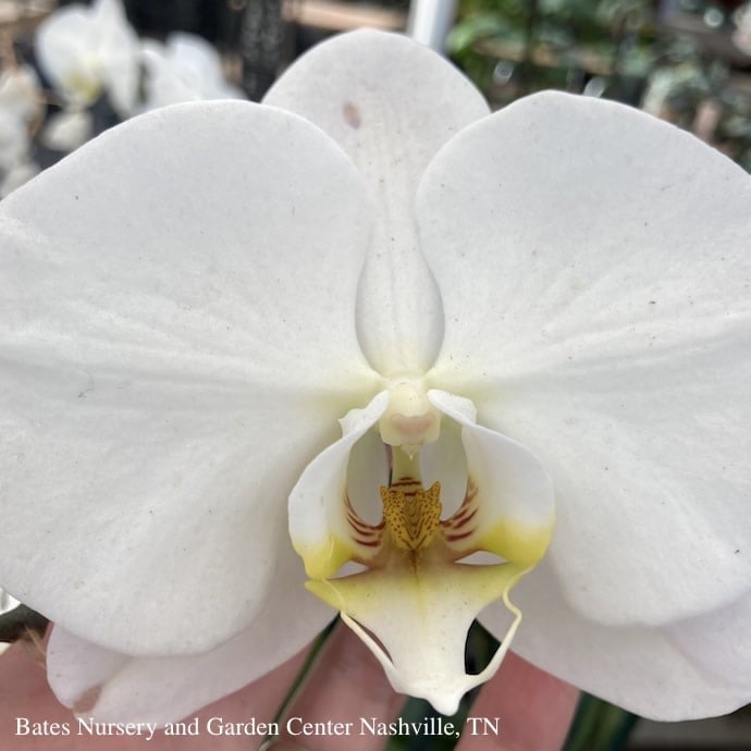  3.5p! Orchid Phalaenopsis Multi /Tropical