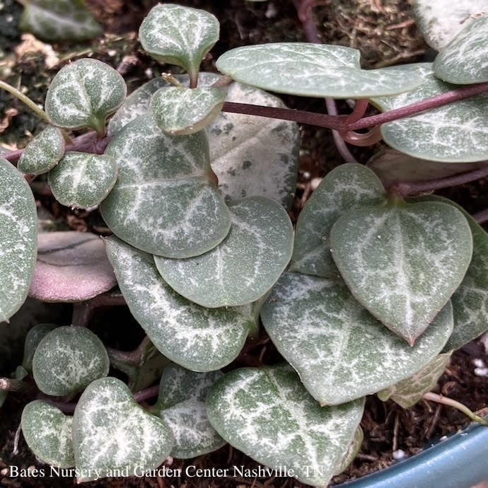  3p! Ceropegia Woodii /String Of Hearts Succulent /Tropical