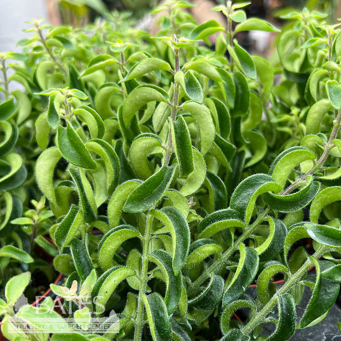  4p! Aeschynanthus Curly Rasta /Lipstick Plant /Tropical
