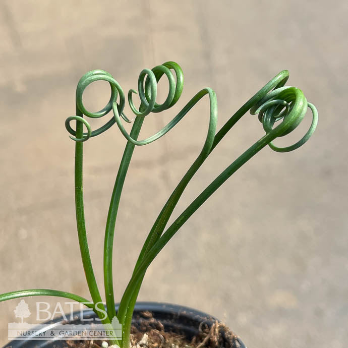  4p! Albuca Spiralis /Frizzle Sizzle /Tropical