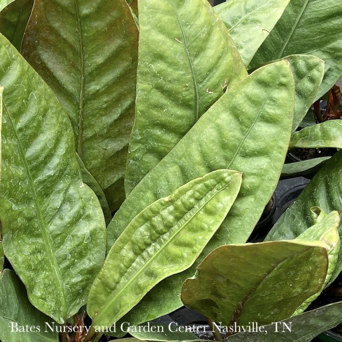  4p! Anthurium Superbum /Tropical