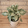  4p! Aphelandra Squarrosa / Zebra Plant /Tropical