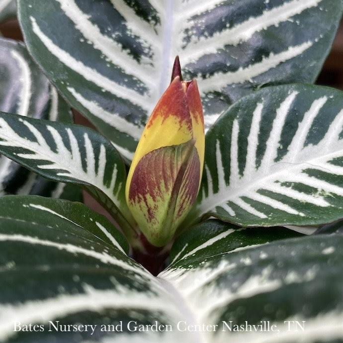  4p! Aphelandra Squarrosa / Zebra Plant /Tropical