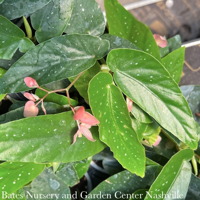  4p! Begonia Albo-Picta Rosea/Tropical