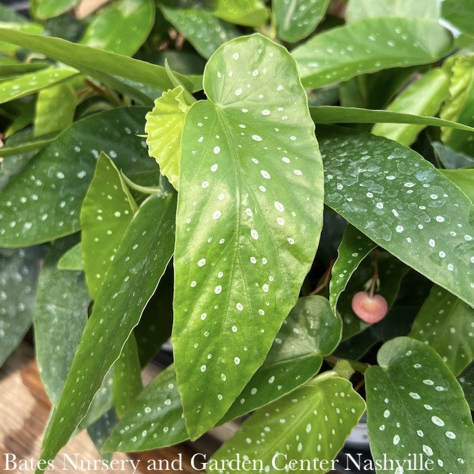 4p! Begonia Albo-Picta Rosea/Tropical