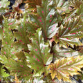  4p! Begonia Serratipetala /Pink Polka Dot/Tropical