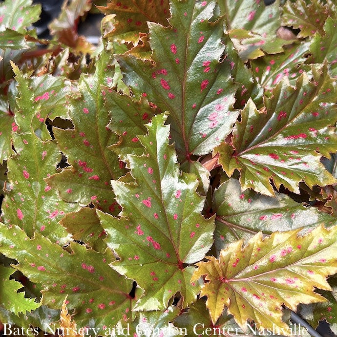  4p! Begonia Serratipetala /Pink Polka Dot/Tropical