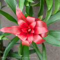  4p! Bromeliad Assortment /Tropical