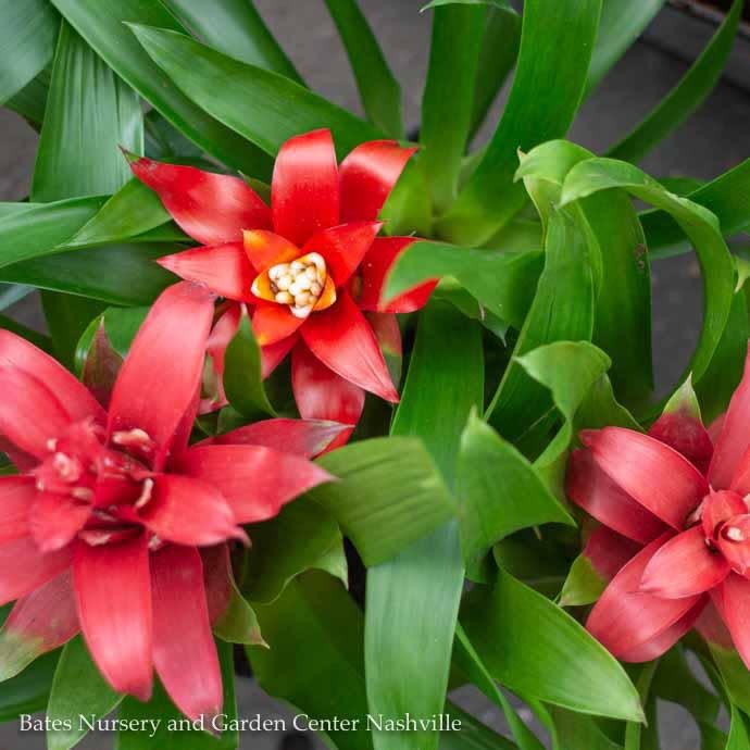  4p! Bromeliad Assortment /Tropical