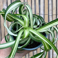  4p! Chlorophytum / Bonnie Curly Spider Plant /Tropical
