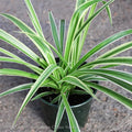  4p! Chlorophytum / Spider Plant /Tropical