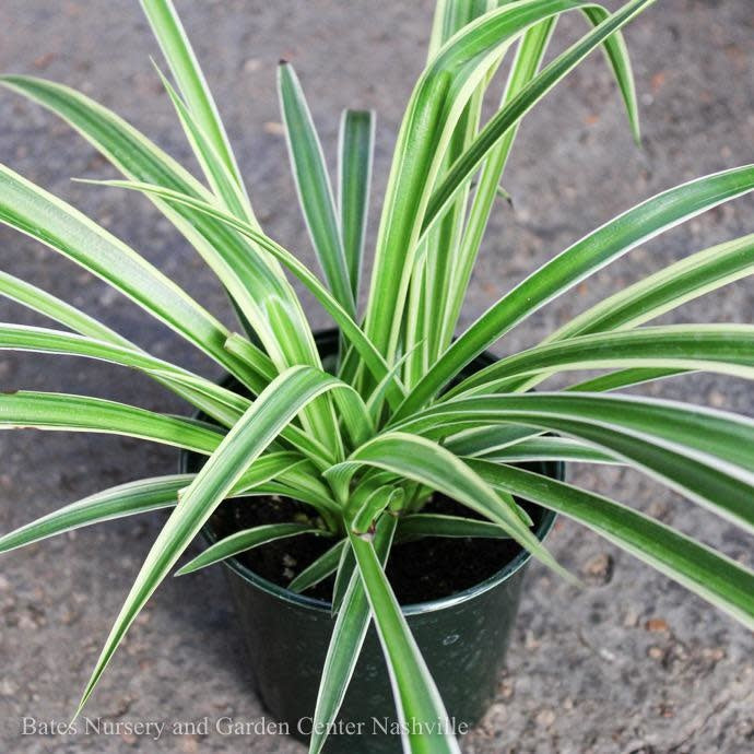  4p! Chlorophytum / Spider Plant /Tropical