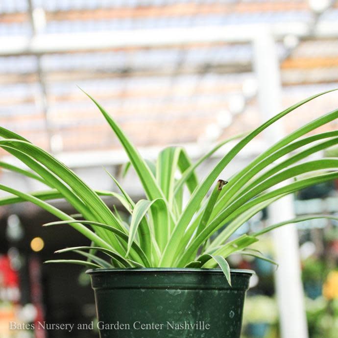  4p! Chlorophytum / Spider Plant /Tropical