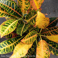  4p! Croton Assortment /Tropical
