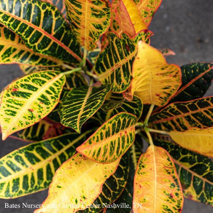  4p! Croton Assortment /Tropical
