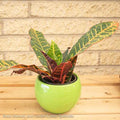  4p! Croton Petra /Tropical