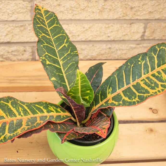 4p! Croton Petra /Tropical