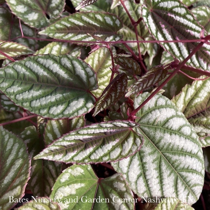  4p! Ivy Cissus Discolor /Rex Begonia Vine /Tapestry Vine/Tropical