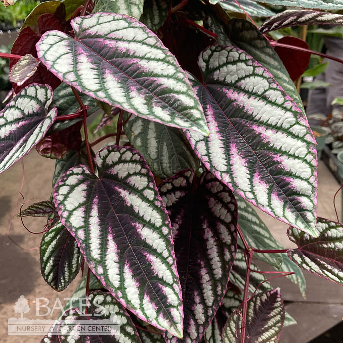  4p! Ivy Cissus Discolor /Rex Begonia Vine /Tapestry Vine/Tropical