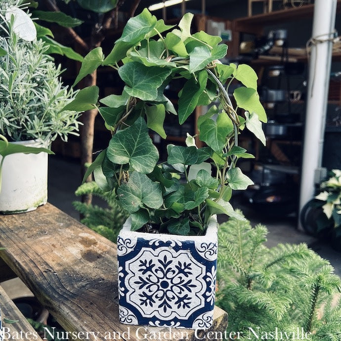  4p! Ivy Hoop Ring In Pot Topiary /Tropical