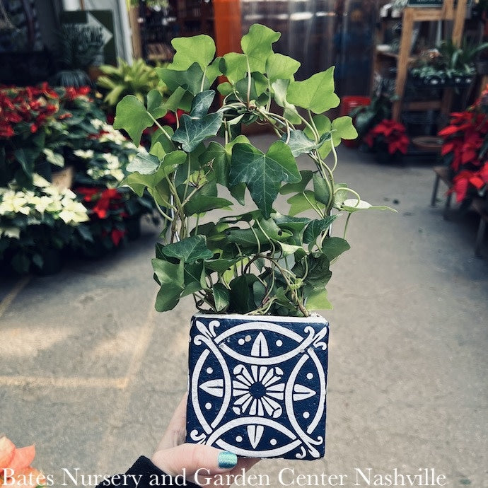 4p! Ivy Hoop Ring In Pot Topiary /Tropical
