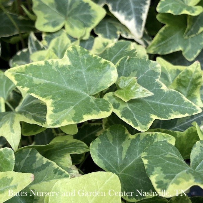  4p! Ivy Variegated - Gold /Tropical