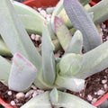  4p! Lobster Claw Plant /Tropical