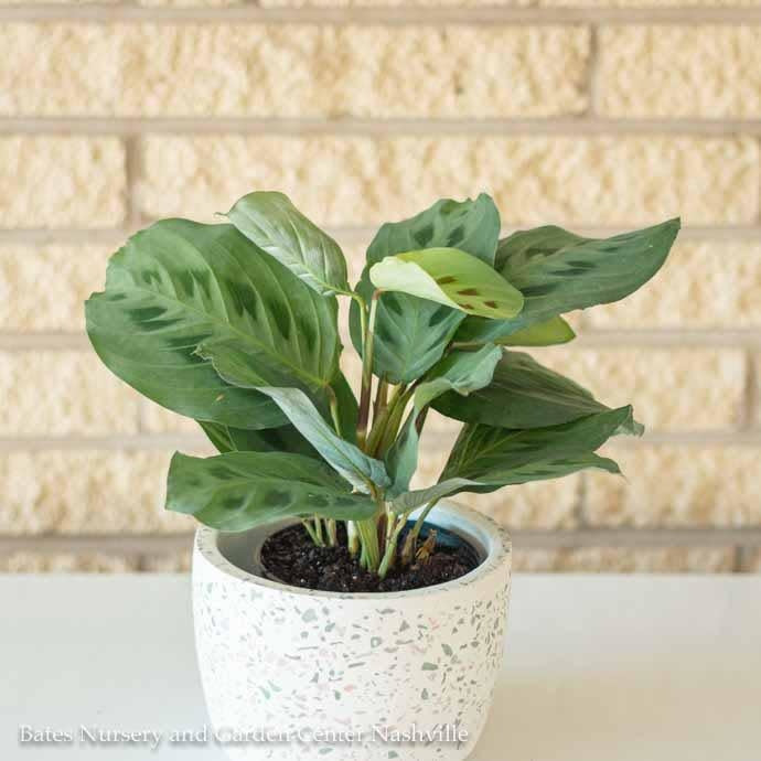  4p! Maranta / Prayer Plant /Tropical