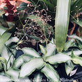  4p! Murdannia Loriformis Bright Star /Tropical