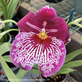  4p! Orchid Miltonia /Pansy Orchid /Tropical