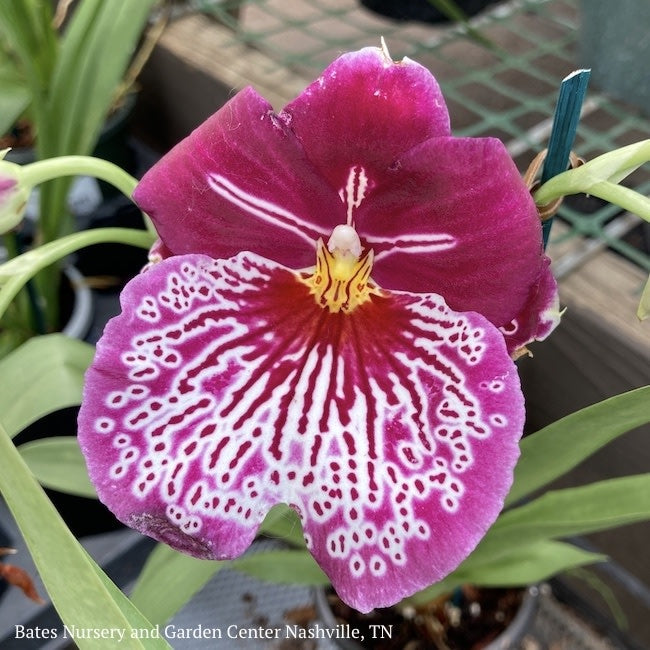  4p! Orchid Miltonia /Pansy Orchid /Tropical