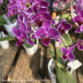  4p! Orchid Phalaenopsis Dbl Ceramic /Tropical