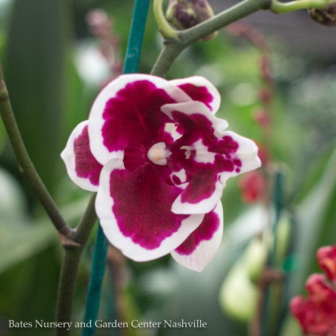  4p! Orchid Phalaenopsis Single SpikeAsst Colors/Tropical Assorted Colors
