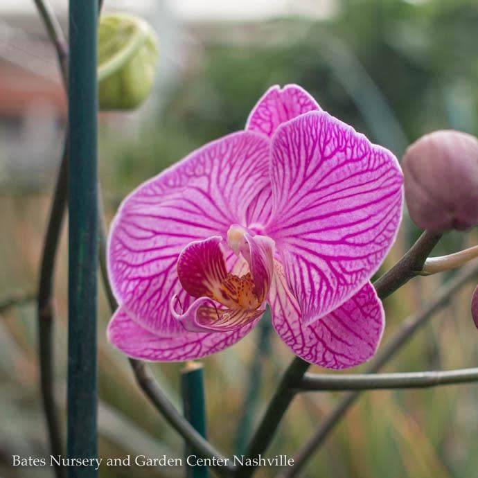  4p! Orchid Phalaenopsis Single SpikeAsst Colors/Tropical Assorted Colors