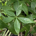  4p! Pachira Money Tree Braid /Tropical