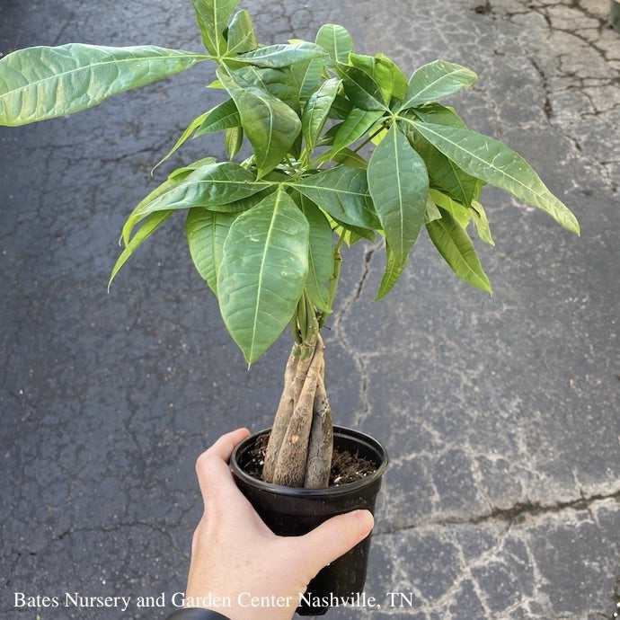  4p! Pachira Money Tree Braid /Tropical
