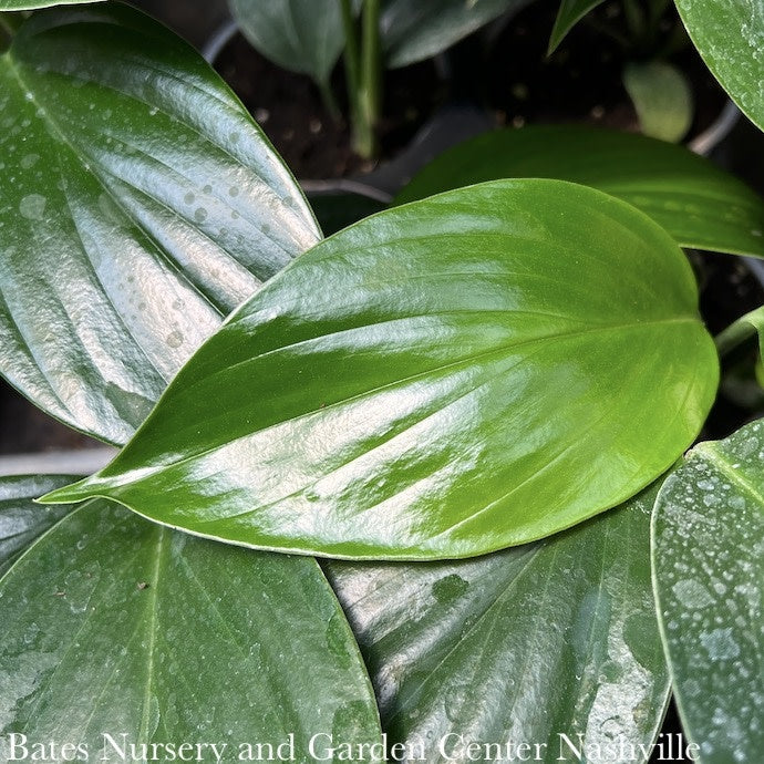  4p! Rhaphidophora Decursiva /Dragon Tail /Tropical