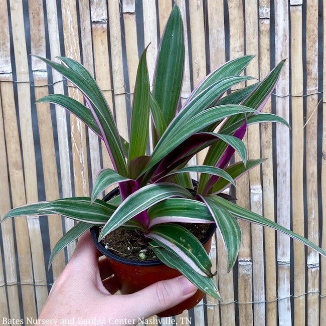  4p! Rhoeo Tricolor /Moses-in-the-Cradle /Tropical
