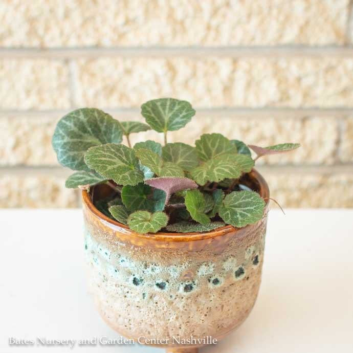  4p! Saxifraga Stolonifera/ Strawberry Begonia /Tropical