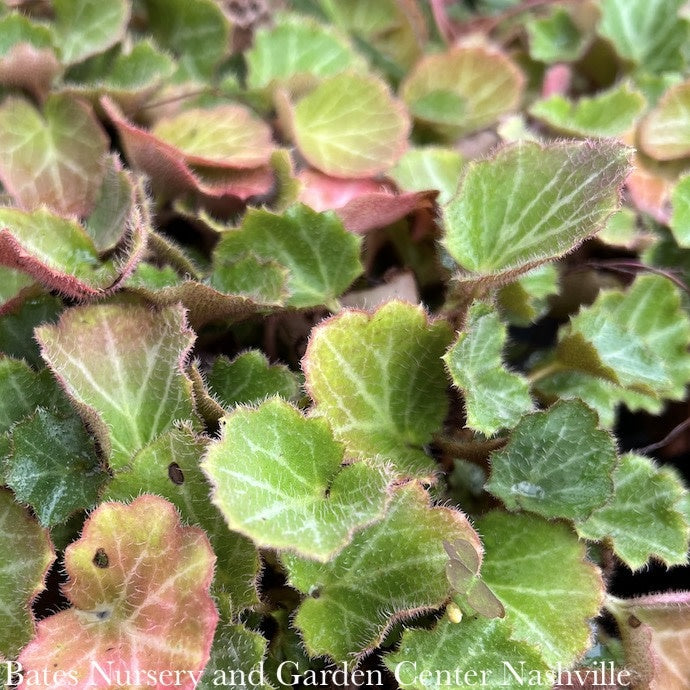  4p! Saxifraga Stolonifera/ Strawberry Begonia /Tropical