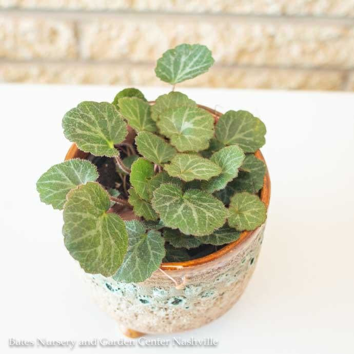  4p! Saxifraga Stolonifera/ Strawberry Begonia /Tropical