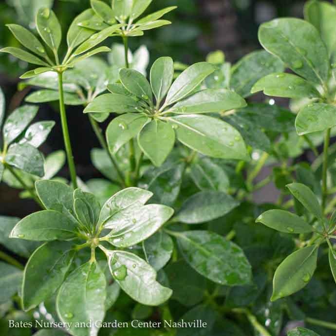  4p! Schefflera Arboricola Bush /Tropical