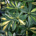  4p! Schefflera Arboricola Variegated Bush /Tropical