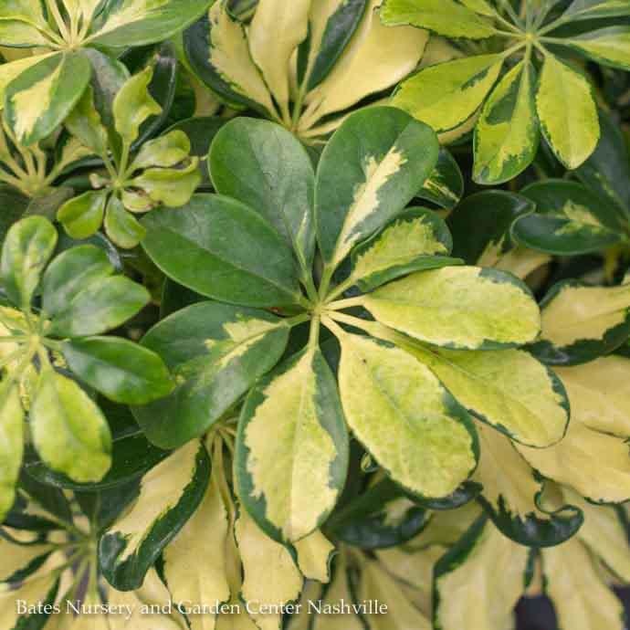  4p! Schefflera Arboricola Variegated Bush /Tropical