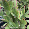  4p! Spring Cactus / Easter Cactus /Tropical