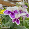 4p! Streptocarpus /Flowering Cape Primrose/Tropical