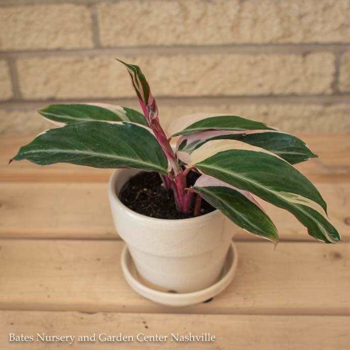  4p! Stromanthe Triostar Peacock Plant /Tropical
