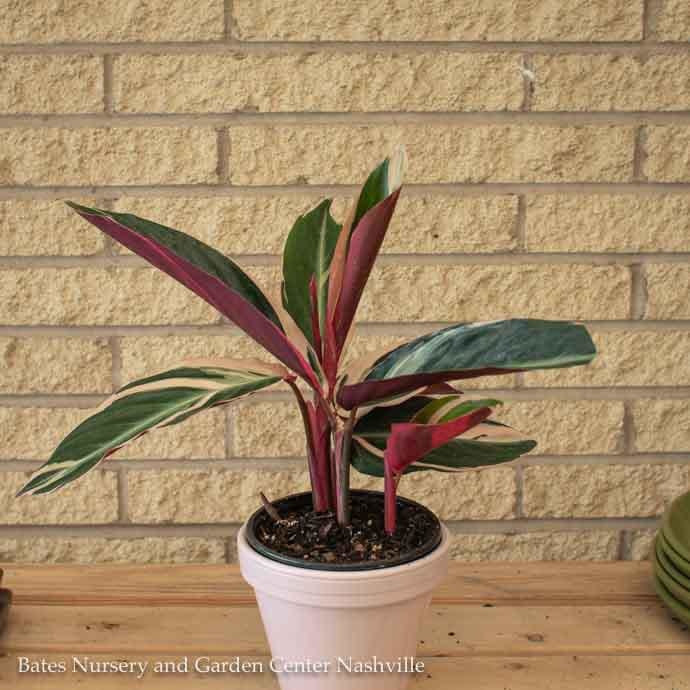  4p! Stromanthe Triostar Peacock Plant /Tropical