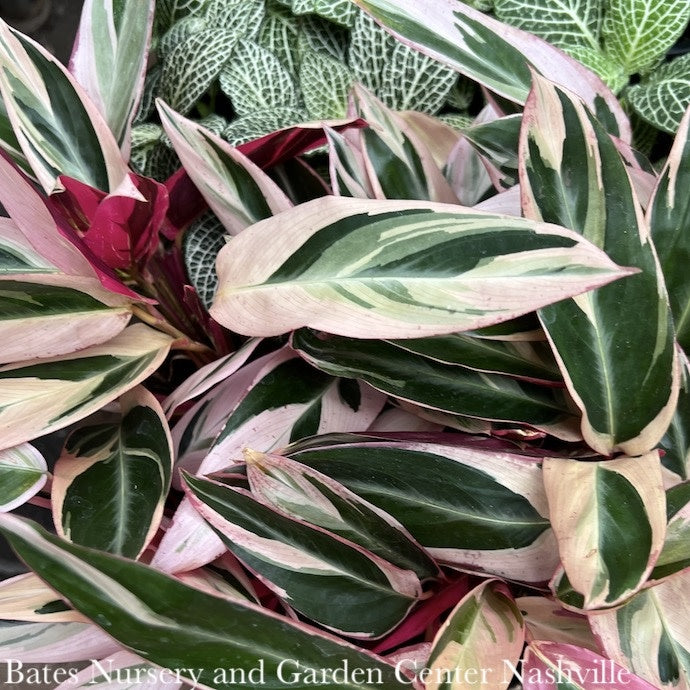  4p! Stromanthe Triostar Peacock Plant /Tropical